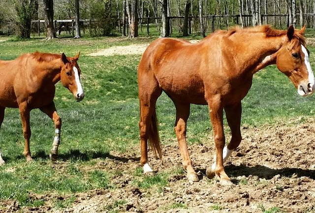 Red Thoroughbreds