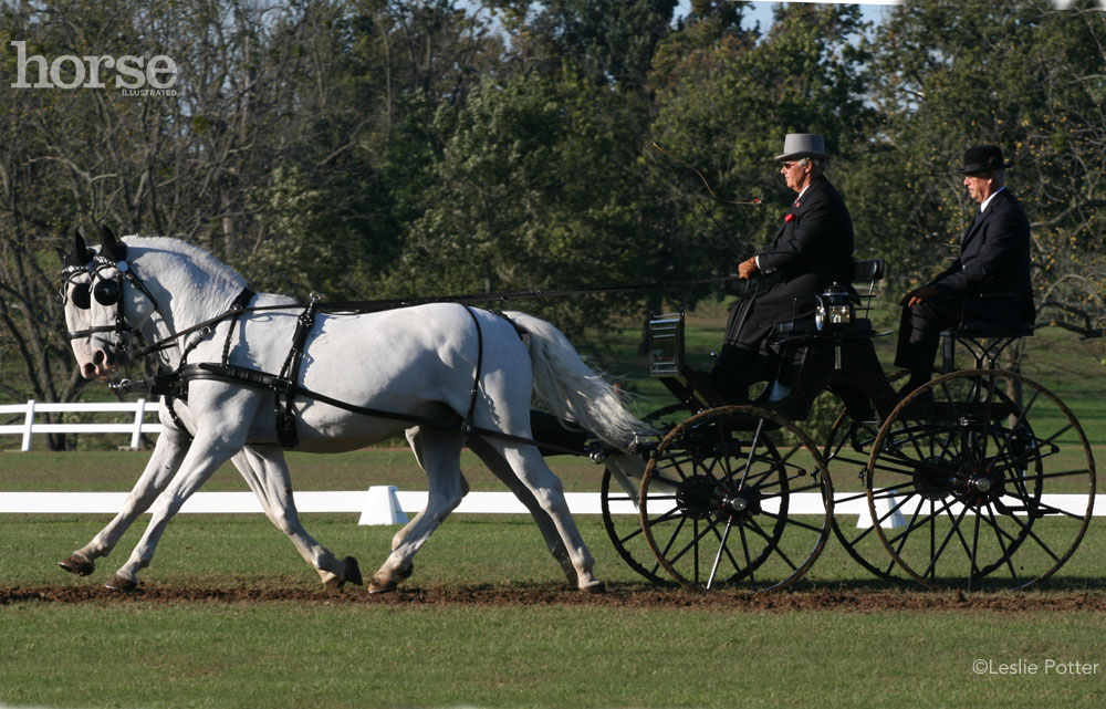 Lipizzan