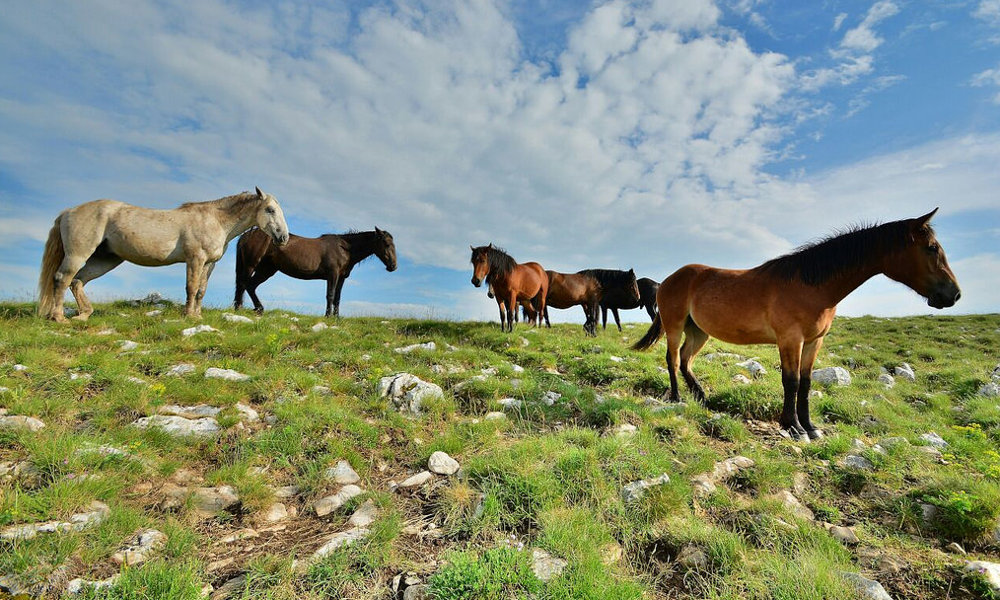 Wild Horses