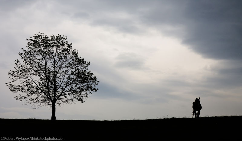 Dramatic horse photo