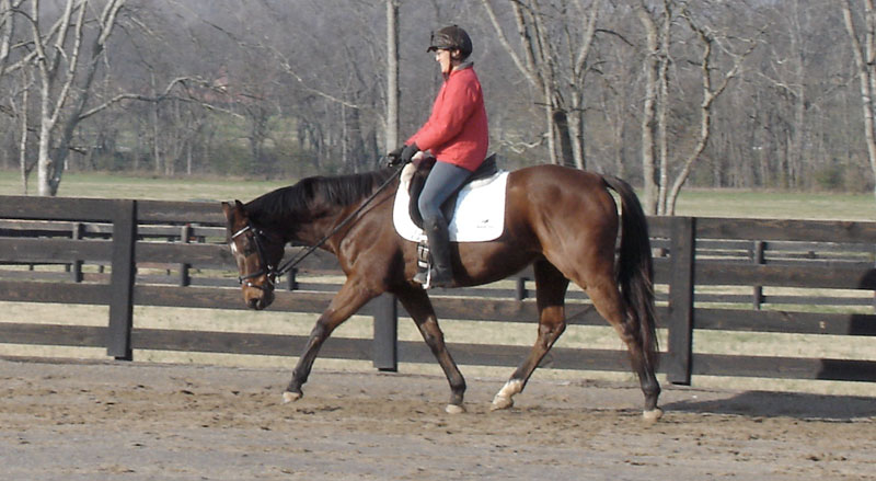 Long Low Trot