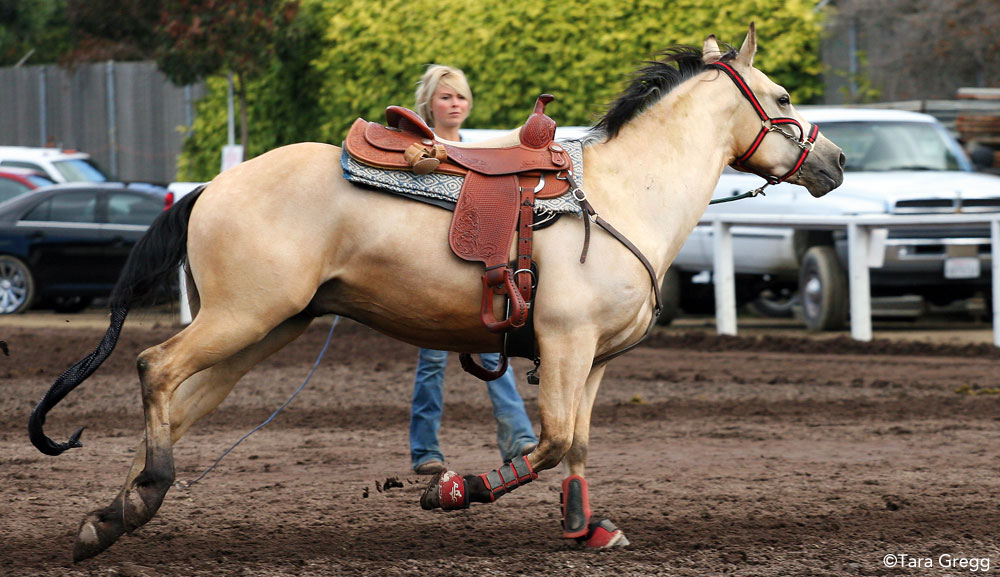 Western Horse Longeing