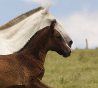 The second annual Lusitano Collection will be held at Jim Brandon Equestrian Center