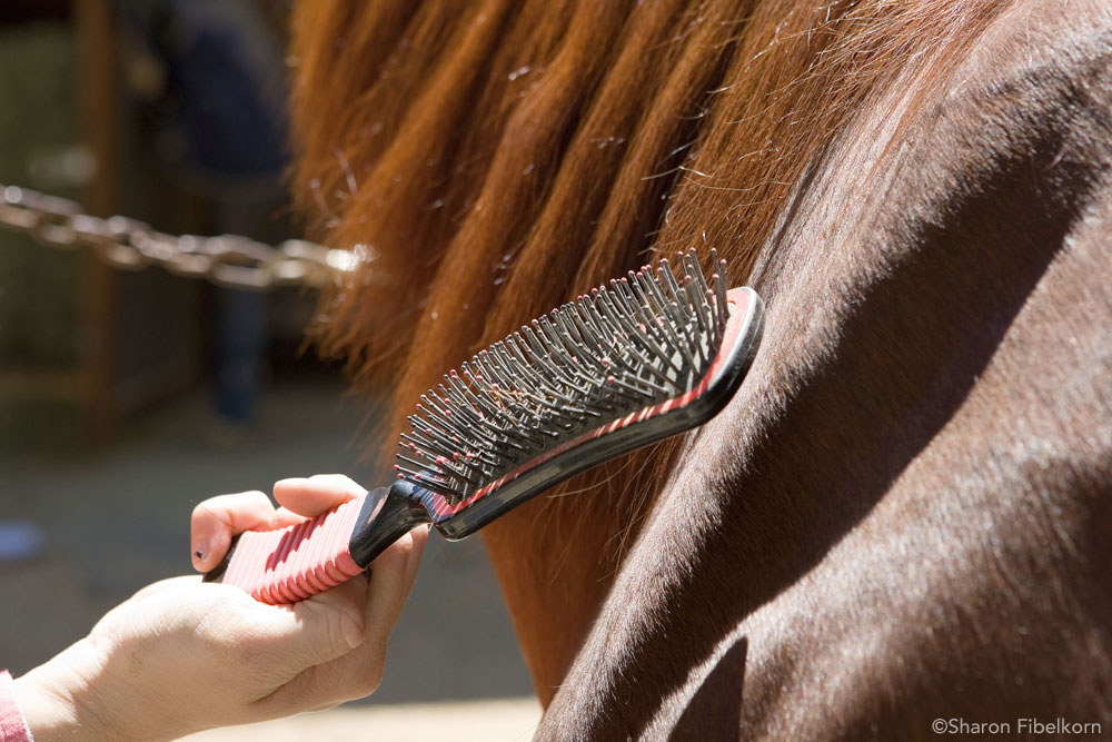 horse grooming secrets