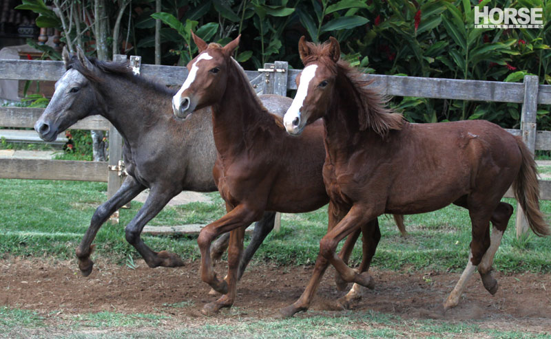 Mangalarga Marchador