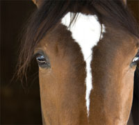 A NY Times article reported the TRF has been neglecting some of their equine facilities