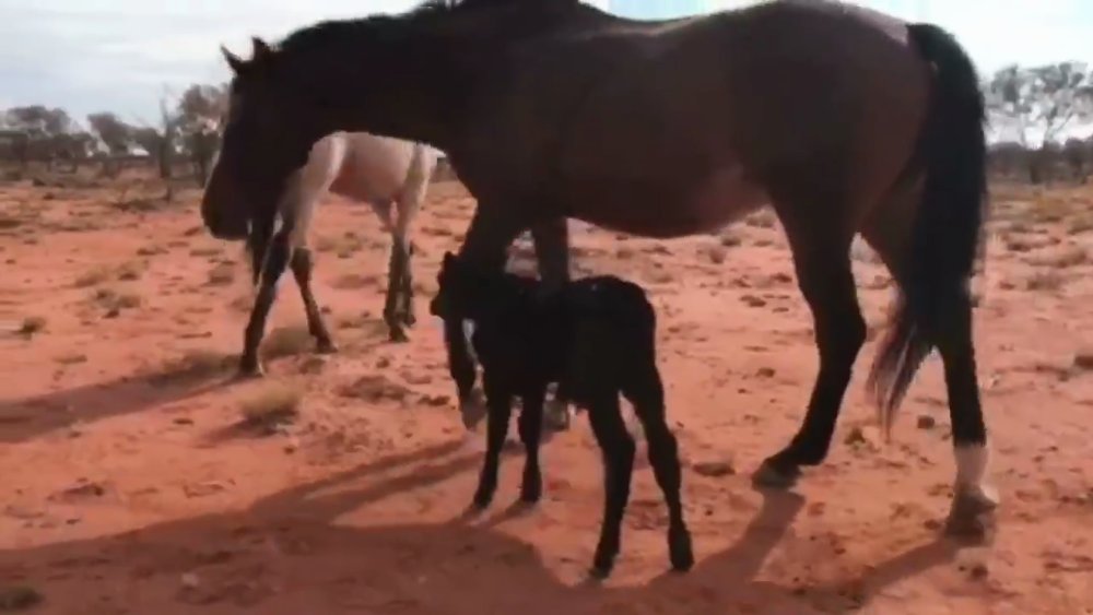 Mare and Calf