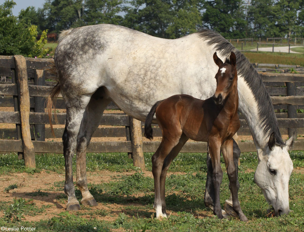 Gray Mare with Bay Foal