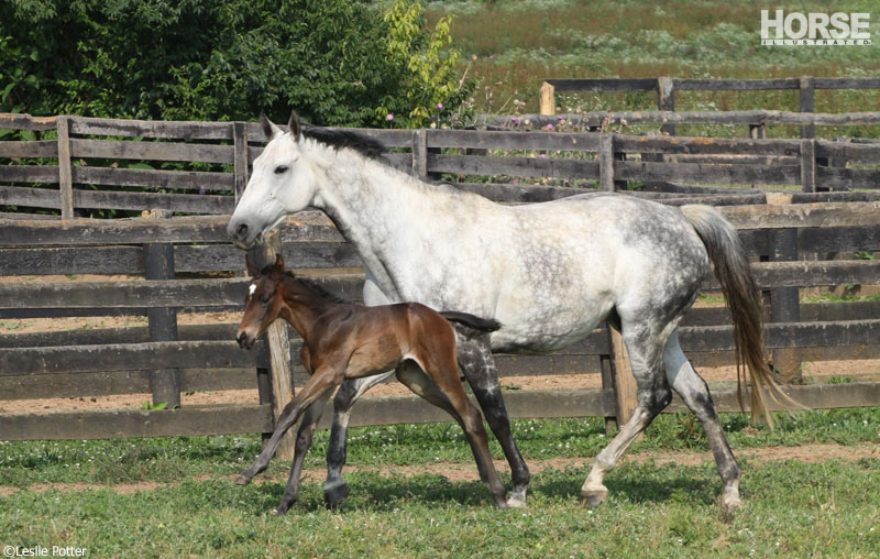 Mare and Foal Mare and Foal