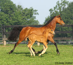 Mare and foal