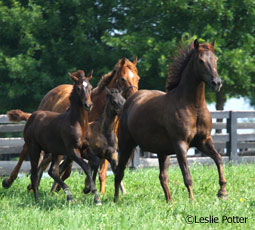 Mares and Foals