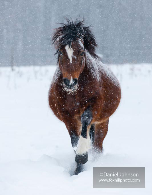 Marey in the Snow