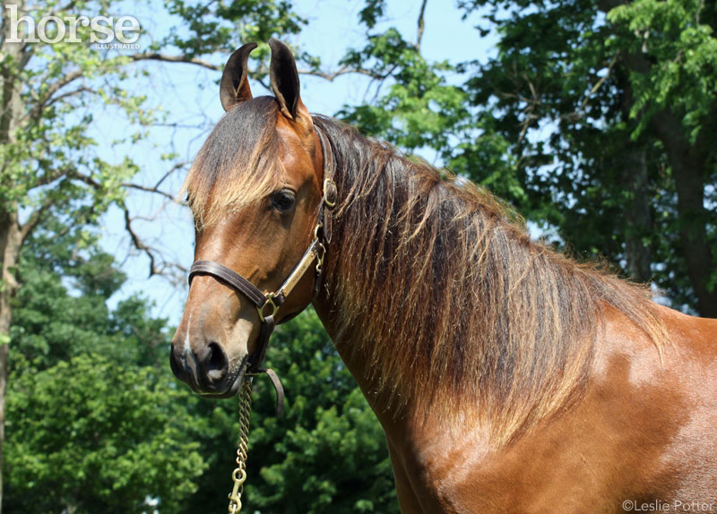 Marwari Horse