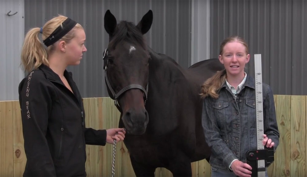 Measuring a Horse