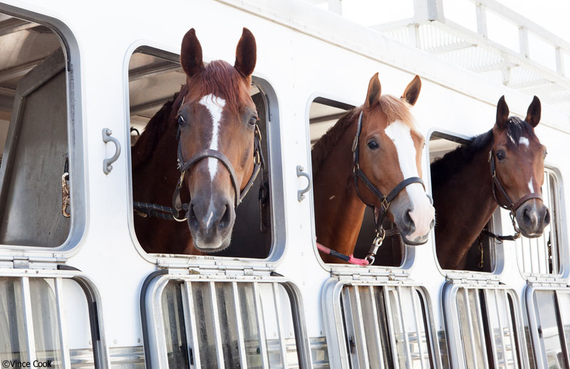 Horses in Trailer