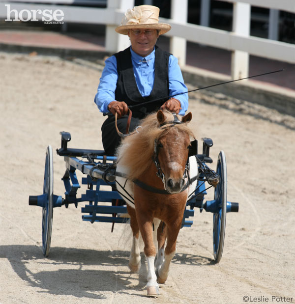 Mini Horse Driving