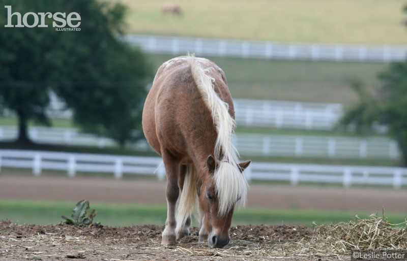 Mini Horse in a Dry Lot