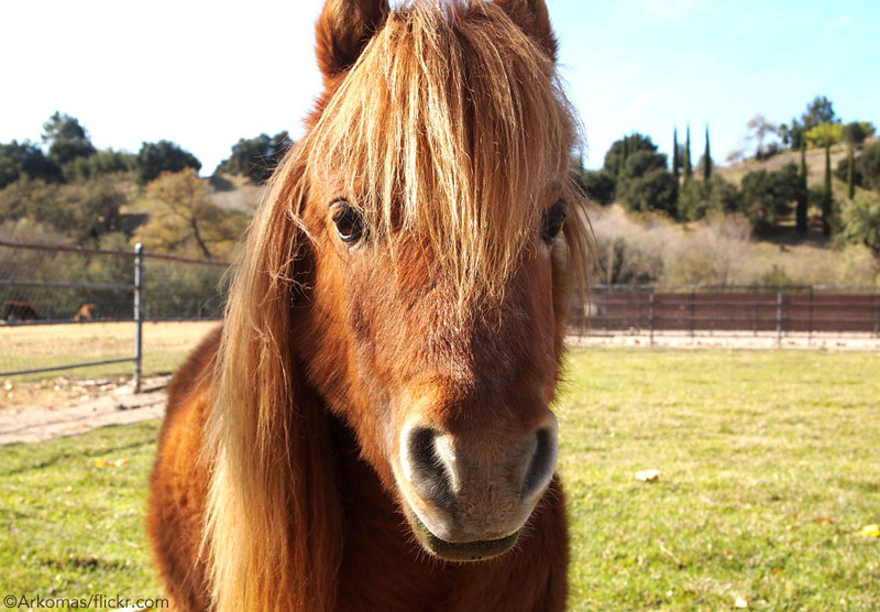 Closeup of a Miniature Horse