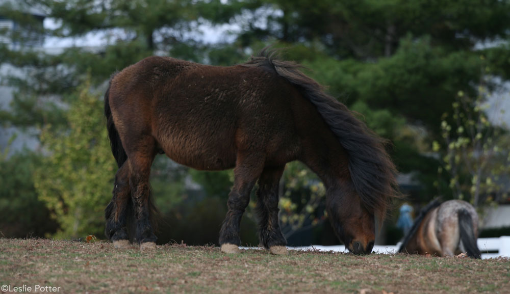 Mini Horse Grazing