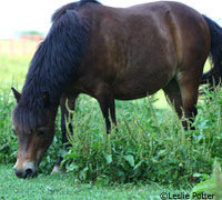 Mini horse grazing