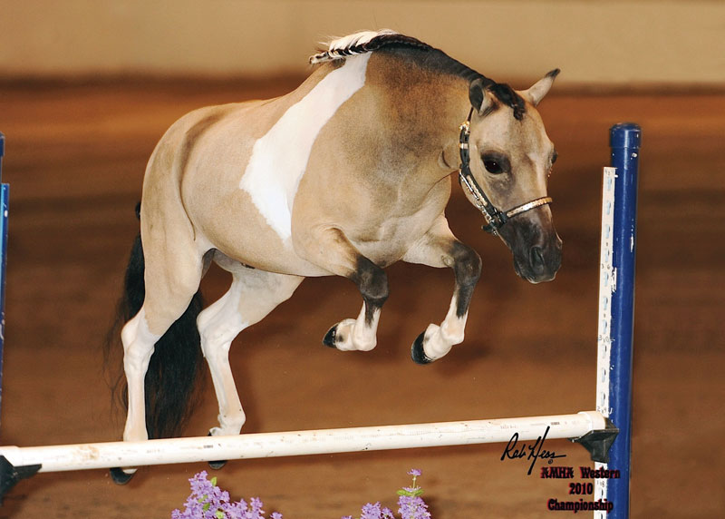 Mini Horse Jump