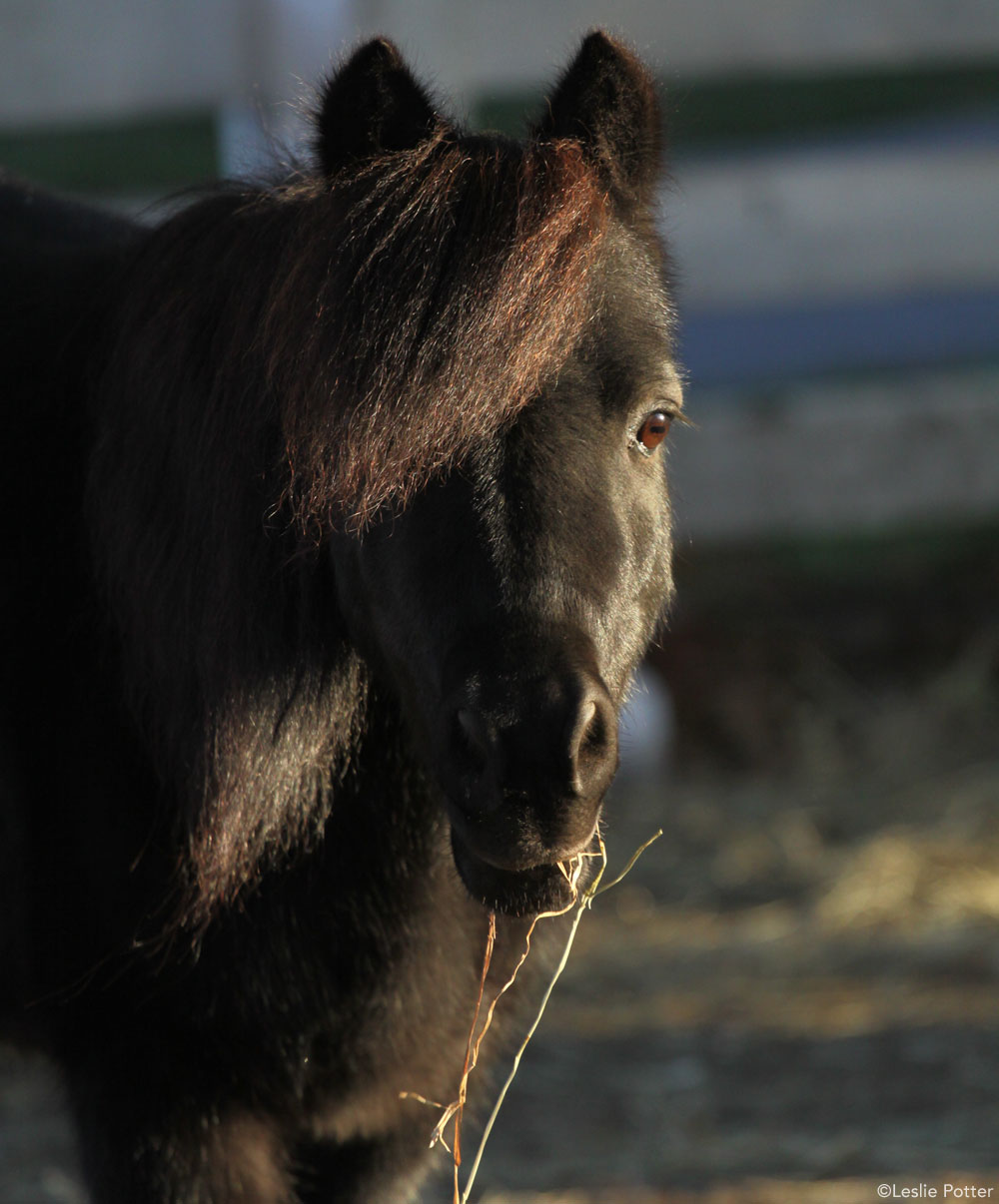 Mini Horse