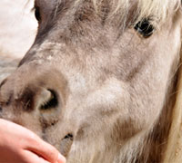 Mini horse eating treats