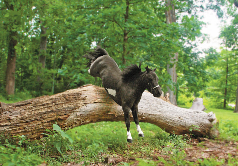 Mini Horse Jumping