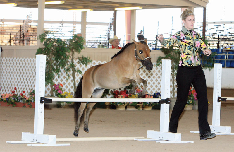 Mini Horse Jumping