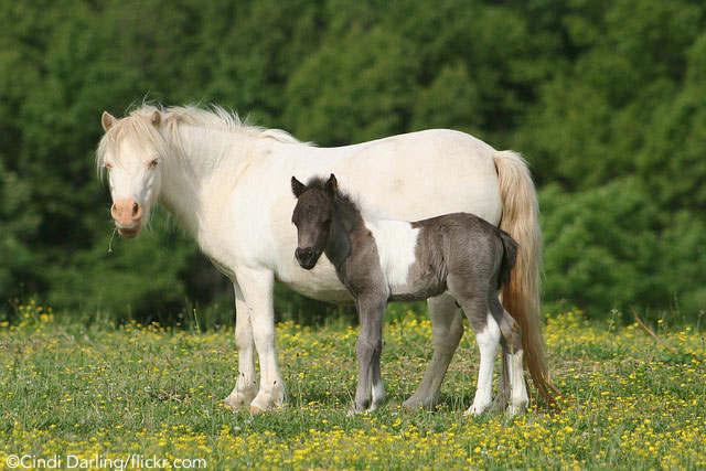 Miniature Horse Mare and Foal