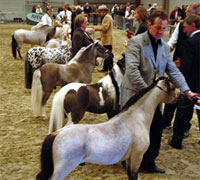 Miniature Horse Show