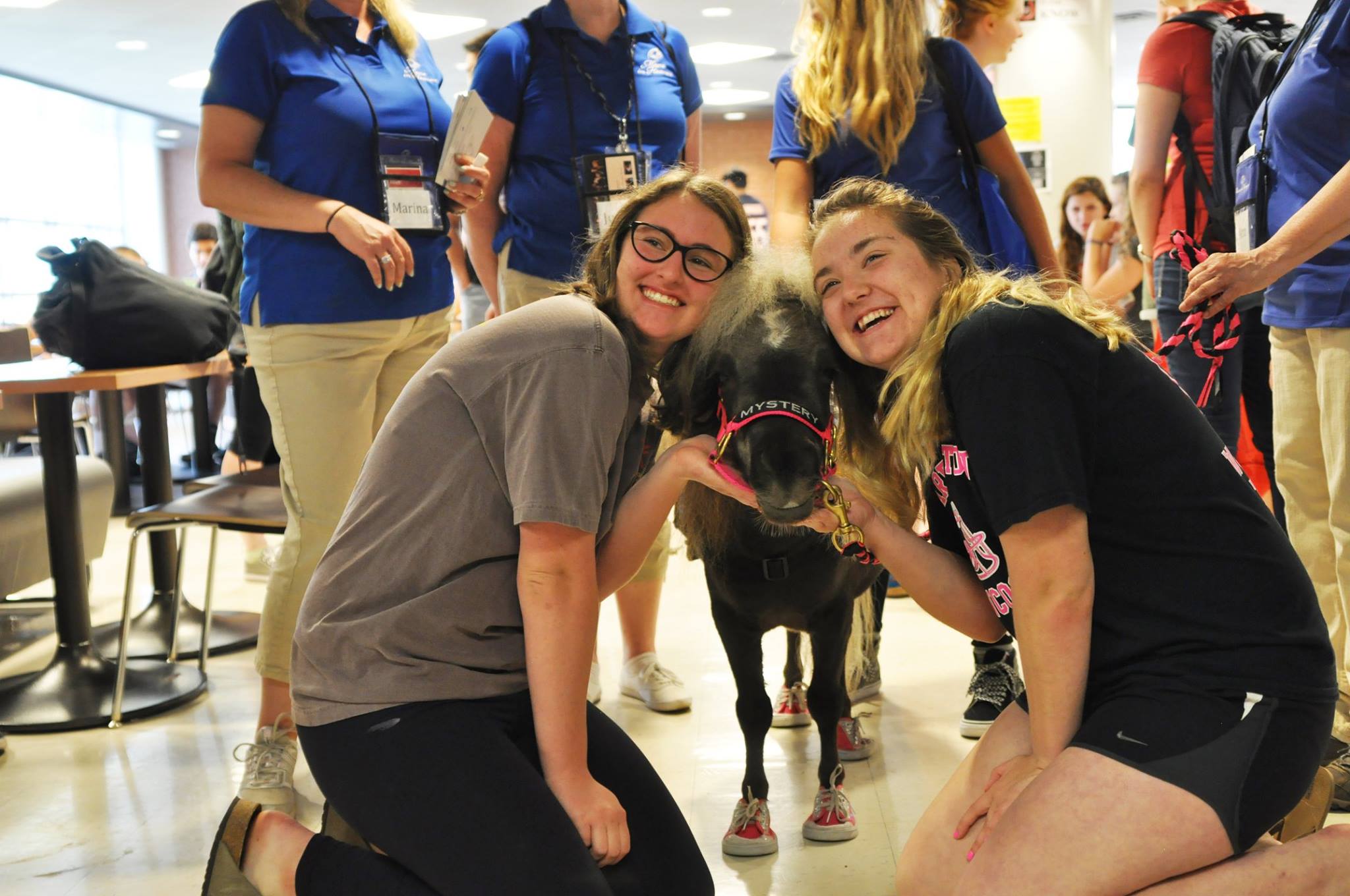 Mane in Heaven Therapy Horse