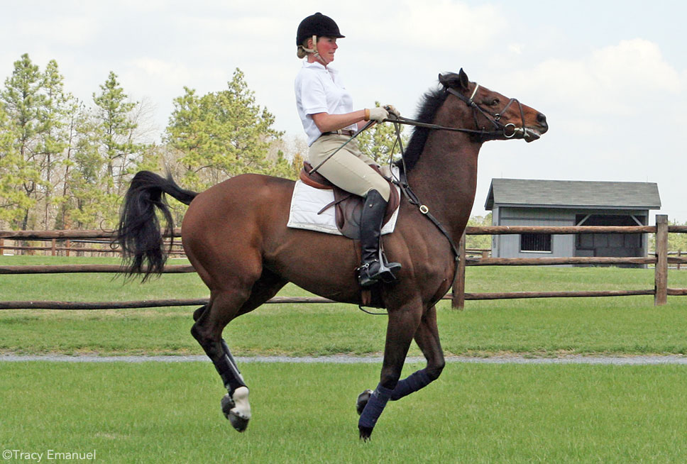 Saddle Fit