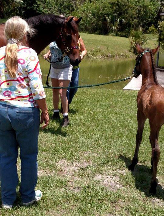 Pure Thoughts Foals