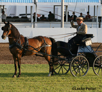 Morgan carriage horse