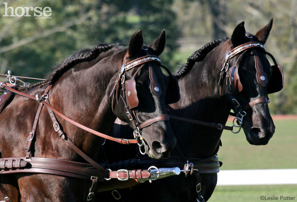 Pair of Horses