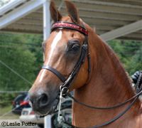 Morgan horse