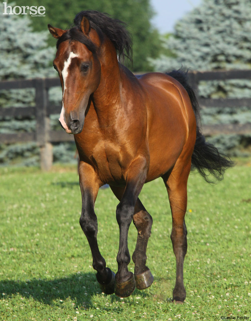 Morgan Horse