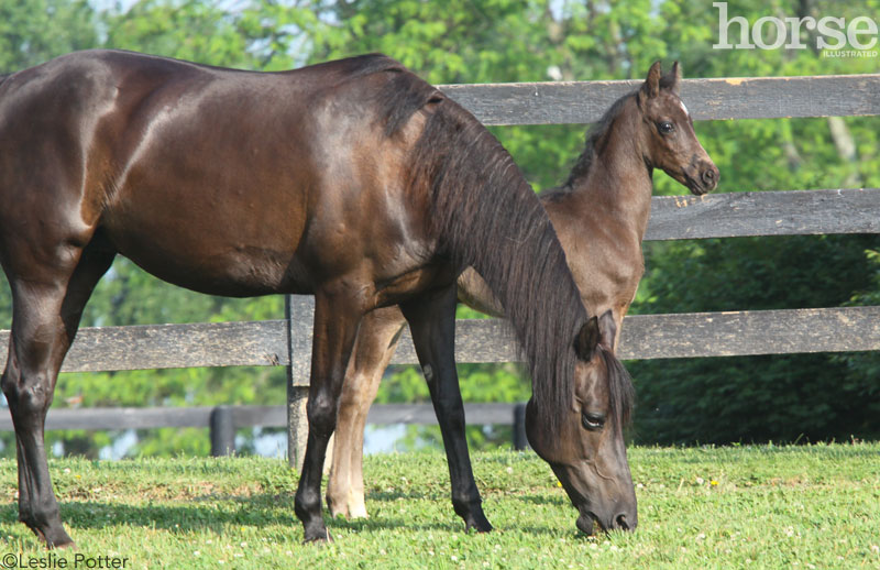 Mare and Foal