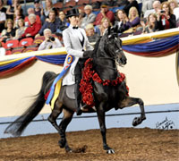 Morgan Grand National