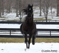 Horse in snow