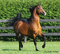 Morgan Horse