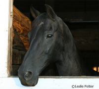 Morgan horse