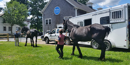 MSPCA Draft Horses