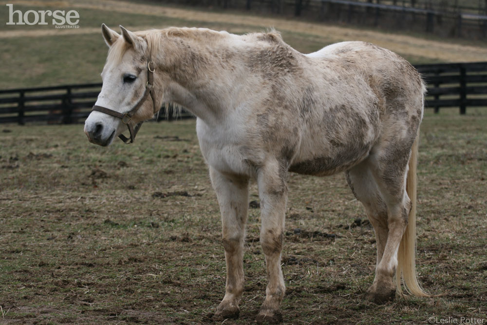 Muddy Horse