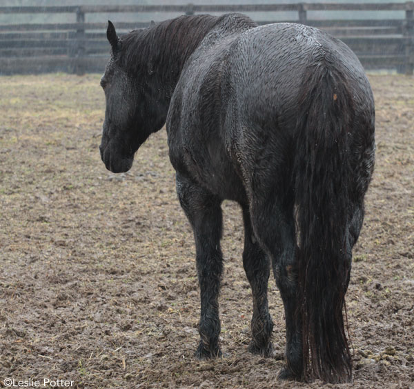 Muddy Horse