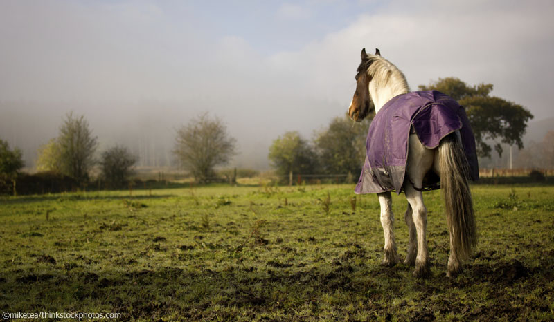 Horse in field