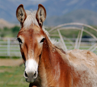 Mule foal