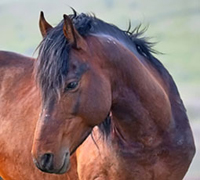 Mustang wild horse