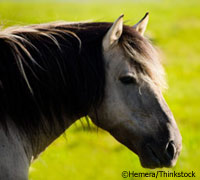 Mustang horse